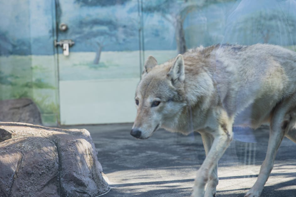 示意圖-多摩動物公園驚魂！脫逃野狼終被捕獲，園區警報解除