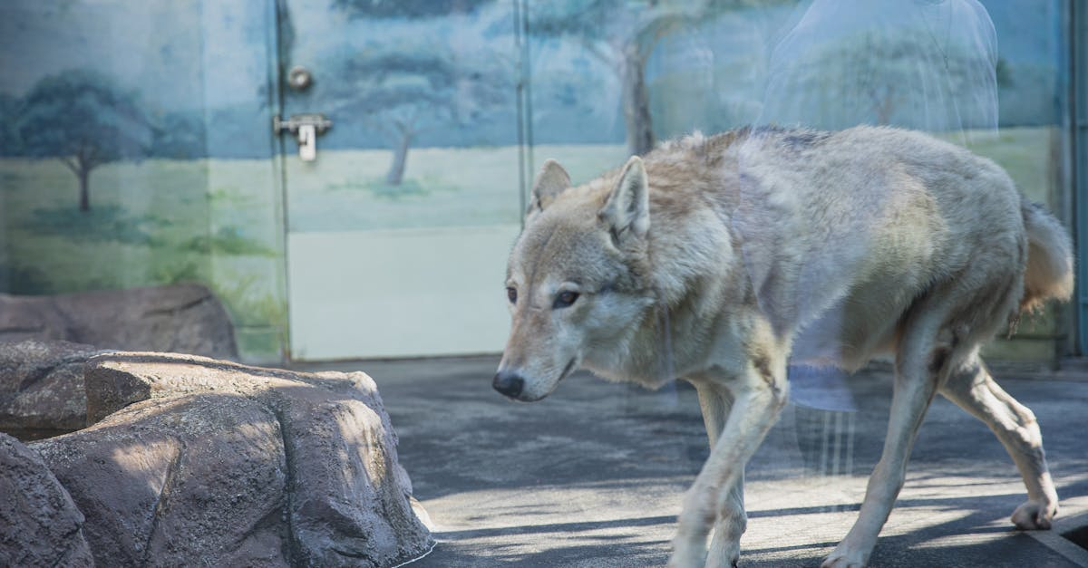示意圖-多摩動物公園驚魂！脫逃野狼終被捕獲，園區警報解除