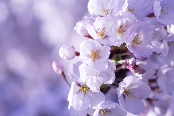 示意圖-山形佐藤錦櫻桃天價！每顆破2.6萬日圓創新高