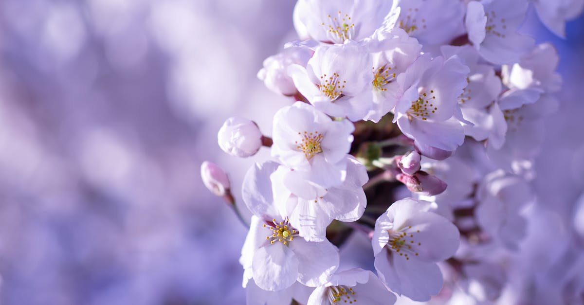 示意圖-山形佐藤錦櫻桃天價！每顆破2.6萬日圓創新高