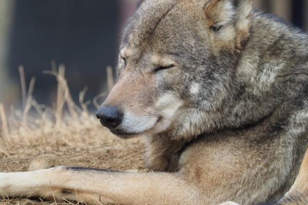 示意圖-狼隻驚魂！多摩動物公園逃脫狼終落網！