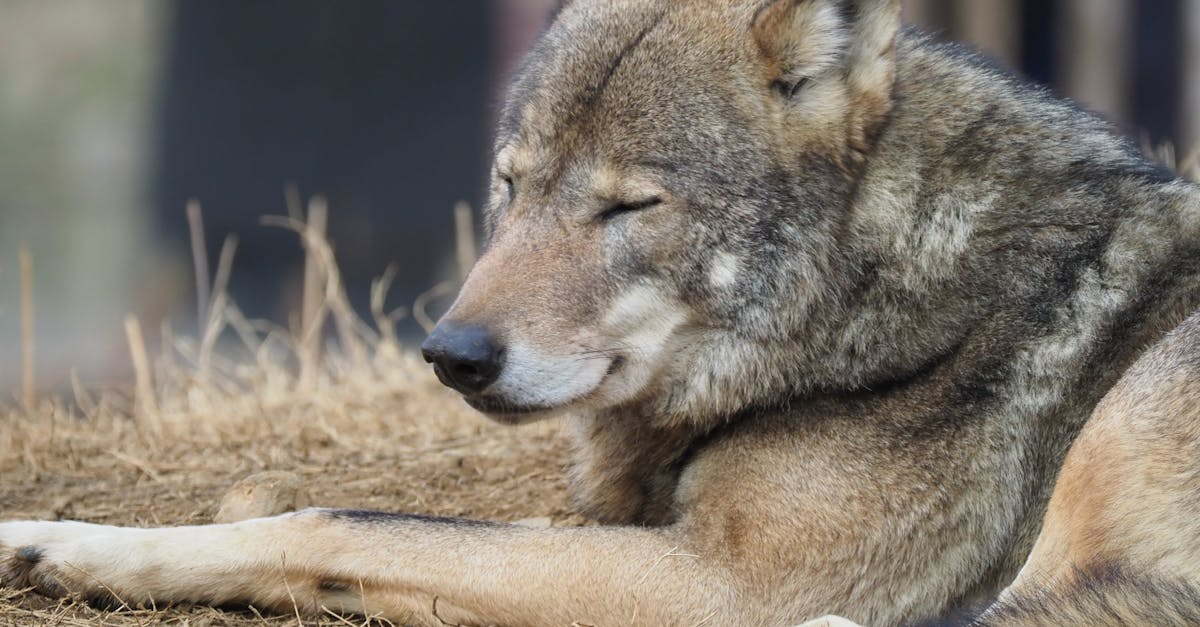 示意圖-狼隻驚魂！多摩動物公園逃脫狼終落網！