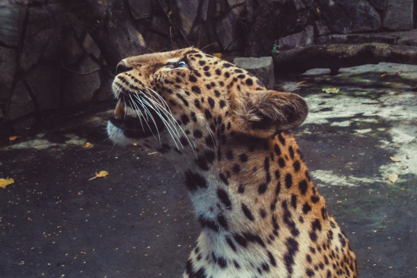 示意圖-多摩動物園驚魂！脫逃野狼終落網，園區安全拉警報？