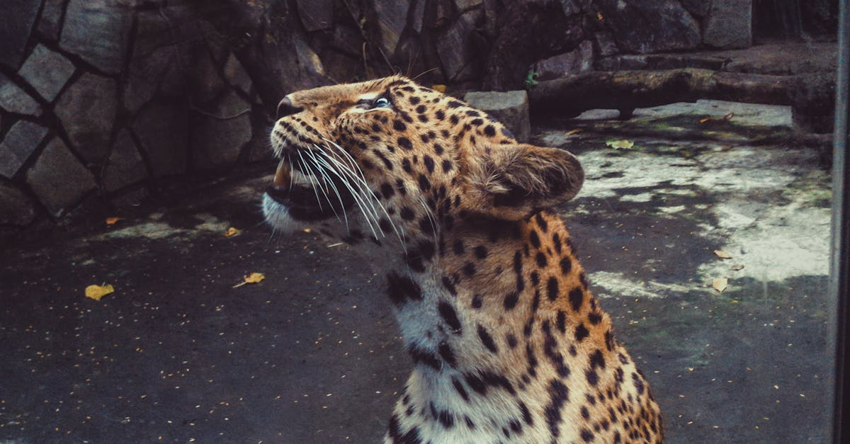 示意圖-多摩動物園驚魂！脫逃野狼終落網，園區安全拉警報？