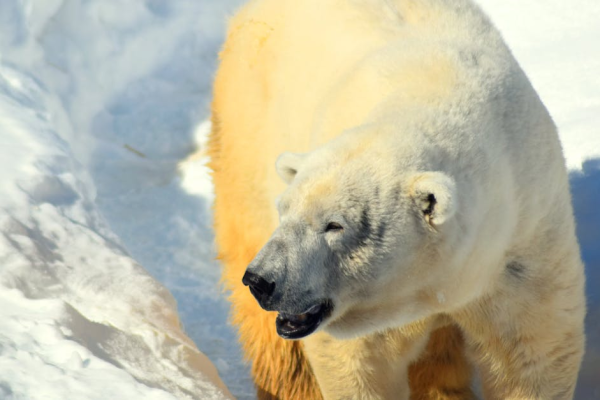 示意圖-日本超市遭熊闖入！兩客受輕傷