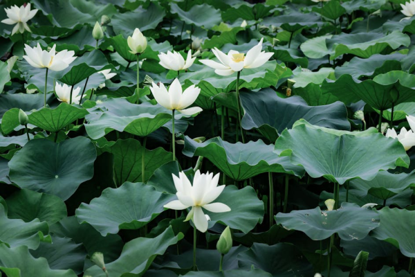 示意圖-強颱「琵琶」二度登陸日本！各地嚴防土石流與洪患
