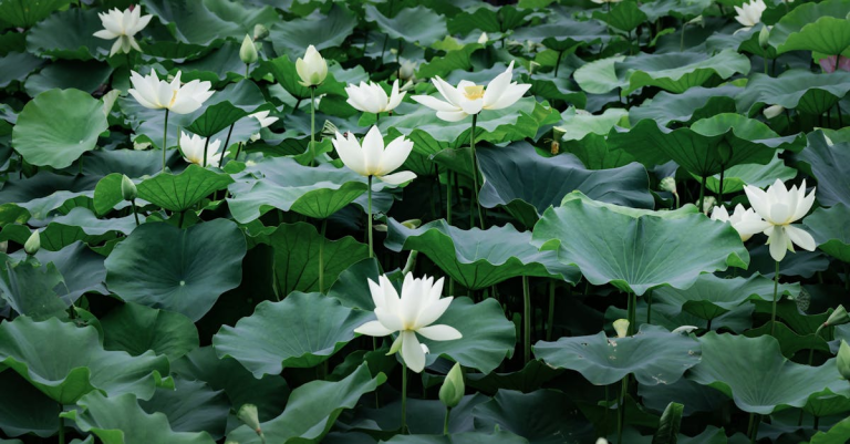 示意圖-強颱「琵琶」二度登陸日本！各地嚴防土石流與洪患