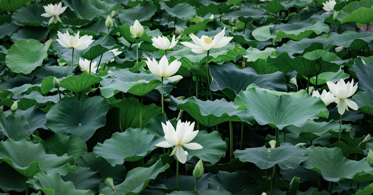 示意圖-強颱「琵琶」二度登陸日本！各地嚴防土石流與洪患