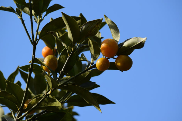 示意圖-台積電熊本二廠動工！AI需求飆升，營收再創高峰！