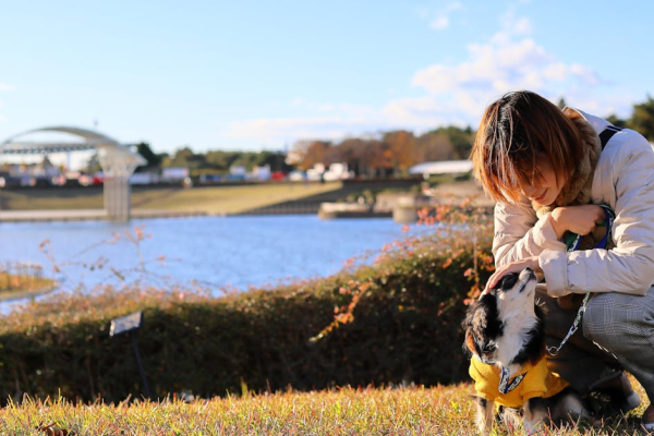 示意圖-日本常陸海濱公園掃帚草「駿馬地畫」喜迎新年！