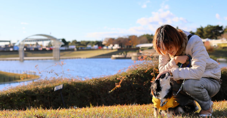 示意圖-日本常陸海濱公園掃帚草「駿馬地畫」喜迎新年！
