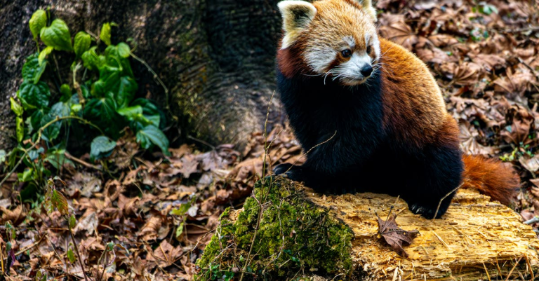 示意圖-貓熊告別潮湧上野動物園！日中關係緊繃恐斷聯？