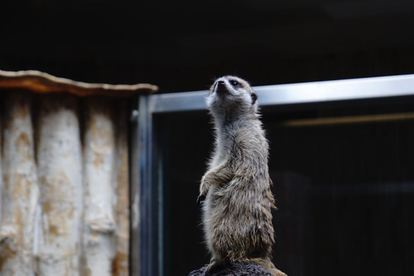 示意圖-上野動物園貓熊告別潮！日中關係添變數