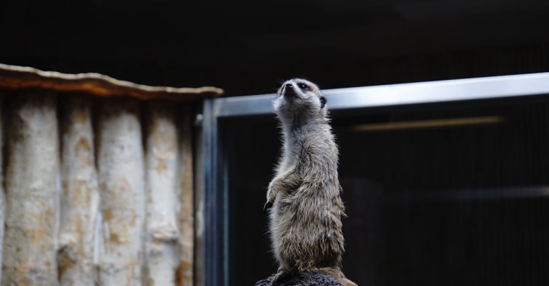 示意圖-上野動物園貓熊告別潮！日中關係添變數