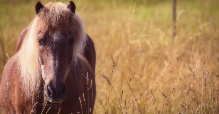 示意圖-金馬獎范冰冰復出？《地母》衝擊影后引爆熱議！