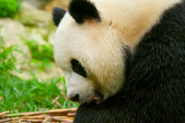 示意圖-上野動物園雙胞胎貓熊告別日本 國寶級動物歸零