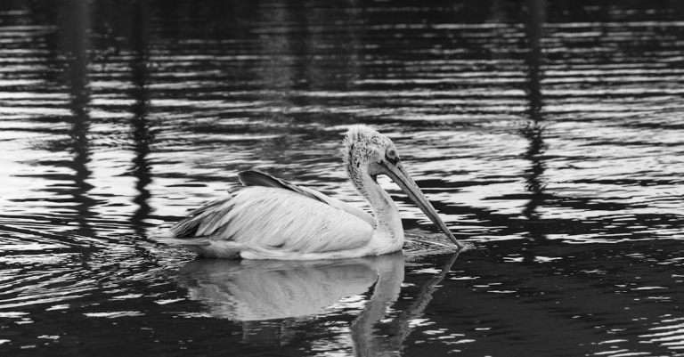 示意圖-宏福苑世紀惡火月餘，災民「漂流」無家可歸？！